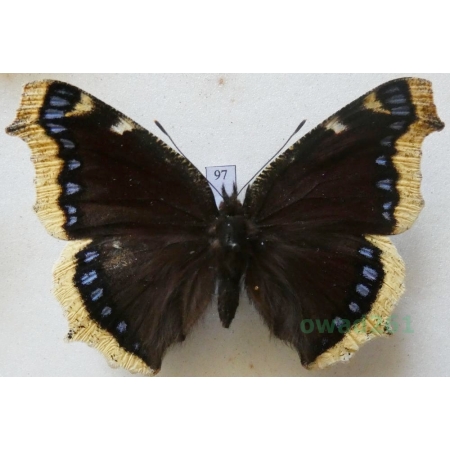 Nymphalis antiopa (Linnaeus, 1758) Rusałka żałobnik ex. ovo Czech97